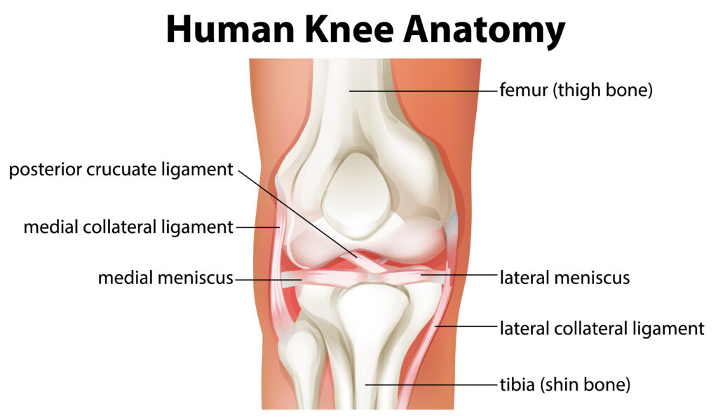 Knee joint mensicus injury