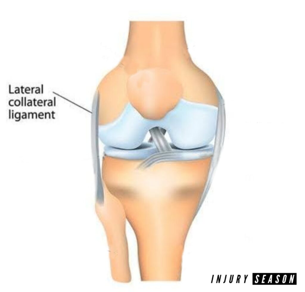LCL knee anatomy